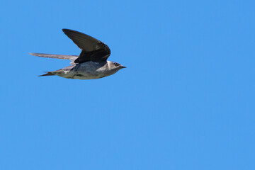 Majestic Purple Martin Poses for a Portrait