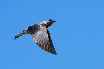 Obraz premium Majestic Purple Martin Poses for a Portrait