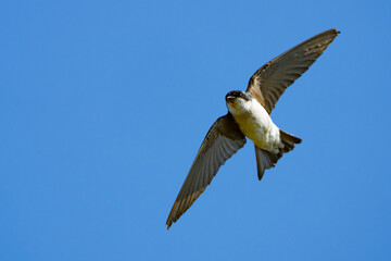 Tree Swallow Swings Overhead on a Summer Day