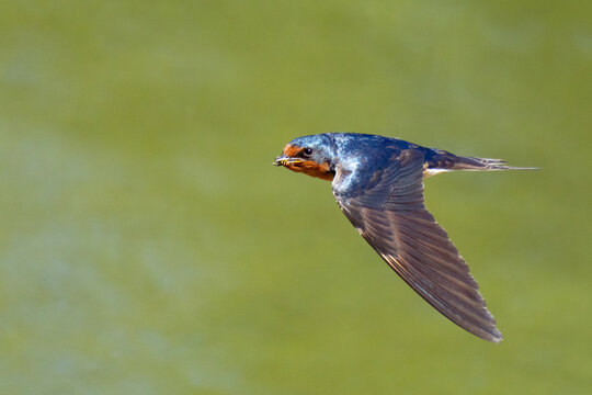 Beautiful Blue Barn Swallow in Flight Over Green Background