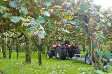 収穫時期のキウイフルーツ農園