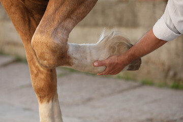 Man examining horse leg outdoors, closeup. Pet care