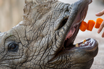 feeding a rhino in the zoo