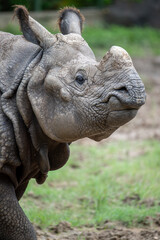 Fototapeta premium side view of an one horned rhino
