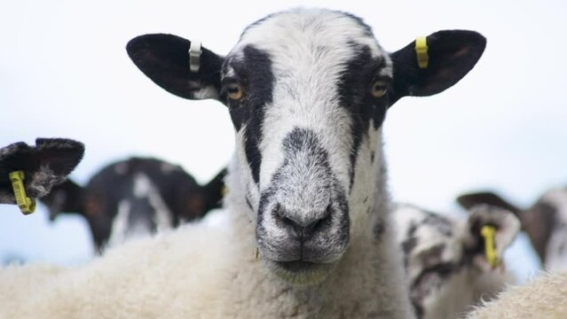 HD, close-up shot of a cute adult wool sheep in a farm field, staring straight into the camera. This detailed footage captures the serene and natural environment of rural farming life, perfect for enr