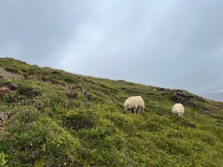 Icelandic sheep grazing on hilltop. The Icelandic[a] is the Icelandic breed of domestic sheep. It belongs to the Northern European Short-tailed group of sheep.