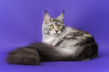 Domestic Longhair Maine Coon Cat with big fluffy tail black silver classic tabby and white color....