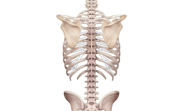 Skeleton back view on white background