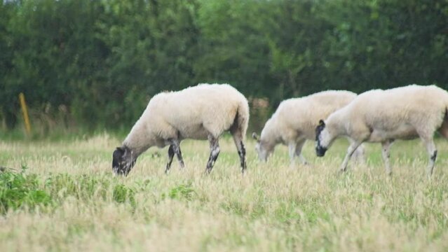 HD, close-up shot of a cute adult wool sheep in a farm field, staring straight into the camera. This detailed footage captures the serene and natural environment of rural farming life, perfect for enr