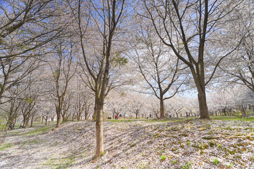 Obraz premium 鶴の舞橋