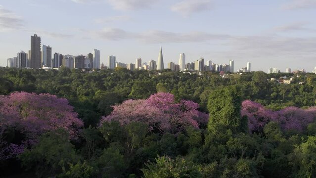 Skyline de Maring&aacute; - PR, ao fundo seu cart&atilde;o postal, a Catedral, sobre a linda copa dos Ip&ecirc;s floridos.