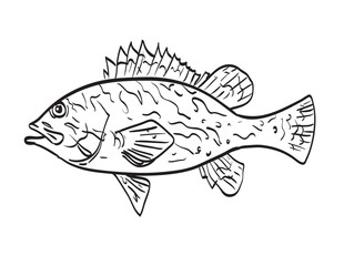 Drawing sketch style illustration of a Quillback rockfish side view black and white on isolated white background.