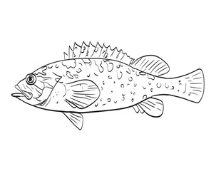 Drawing sketch style illustration of a Grass rockfish side view black and white on isolated white background.