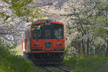 Fototapeta premium 芦野公園