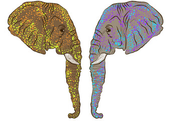 Obraz premium ELEPHANT HEAD ILLUSTRATION