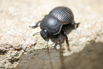 The genus Scarabaeus consists of a number of Afro-Eurasian dung beetle species. This photo was...