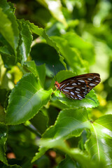 Gulf fritillary butterfly Dione vanillae, perches on a passionflower vine