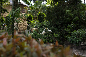 Two white geese walking in the park