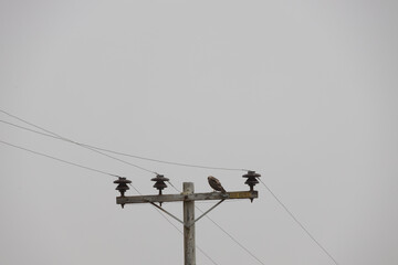 Bird of prey sitting on powerline pole