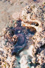 Sea urchins in the water on the reef