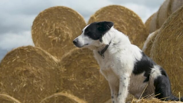 HD, dynamic shot of a proud sheepdog sitting on top of straw bales, attentively watching over the farm before jumping down to join the farmer. This footage captures the loyal and hardworking nature of