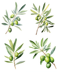 Set of Watercolor Green Olive Branch Isolated on White Background