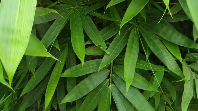 green leaves background