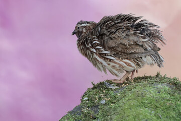 A brown quail is foraging on a rock overgrown with moss. This grain-eating bird has the scientific...