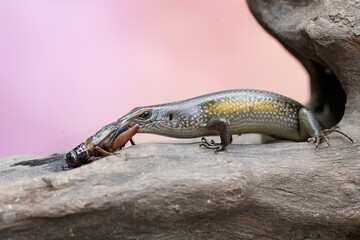 A common sun skink is eating a cricket. This reptile has the scientific name Mabouya multifasciata.