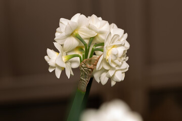 Narcissus Erlicheer, double daffodil flower