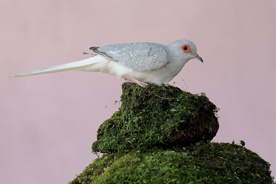 A diamond dove is looking for food on the ground overgrown with moss. This bird, which has a native habitat on the Australian continent, has the scientific name Geopelia cuneata.