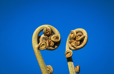 Two fern fronds against blue sky