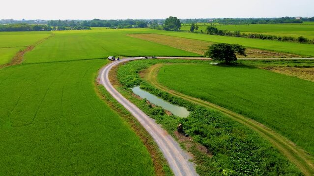 Green rice paddy fields in Central Thailand Suphanburi region, drone aerial view of green rice fields in Thailand with a curved winding countryside road between the rice fields