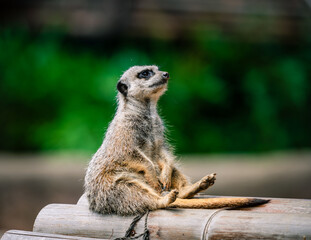 meerkat on guard duty