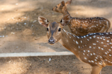 Close up of deer in zoo