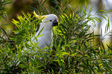 white bird in tree