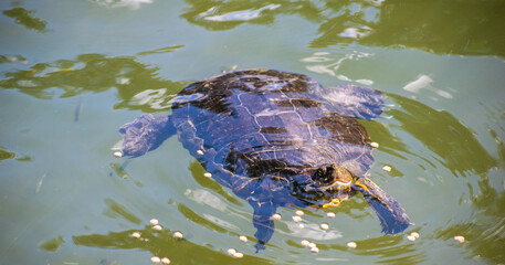 Podocnemis lewyana - tortuga de Rio Magdalena
