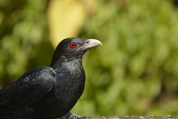 close up of a bird