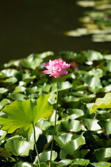 蓮の花