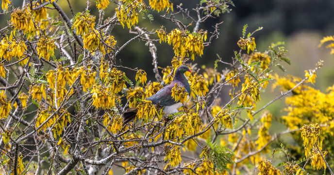 Keruru - Wood Pigeon, New Zealand