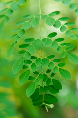 Moringa oleifera, Moringa leaves on tree, green leaves