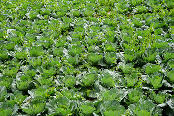 Cabbage farm on the mountain Brassica oleracea L. var. Capitata in the family Cruciferae