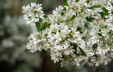Mini white flowers and green leaf background