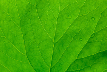 Naklejka na ściany i meble texture of leaf background, leaf texture Centella asiatica