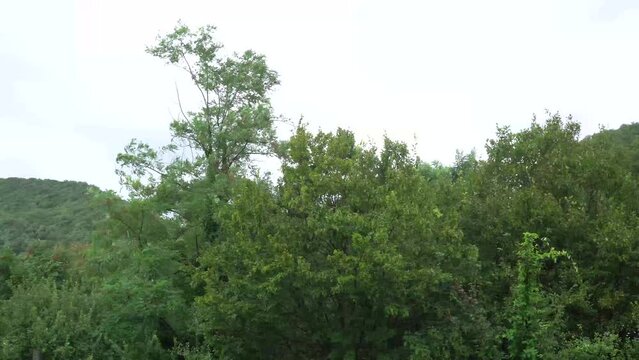 strong wind shakes branches and leaves of trees