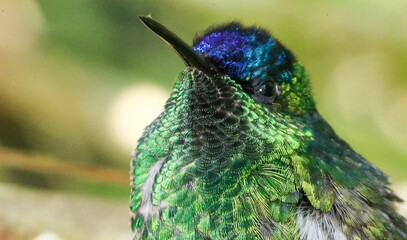Beija-flor verde brilhante, pássaro da mata atlântica brasileira