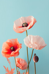 Beautiful peach pink and red poppy flowers on pastel blue background. Aesthetic minimal floral composition