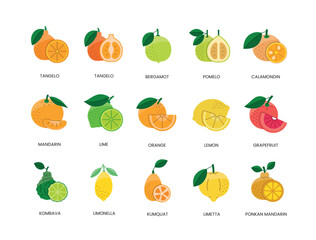 Citrus fruits food allergens, illustration set in color vector, lemon and orange, grapefruit and mandarin, lime and bergamot, pomelo and calamondin, tangelo and kumquat, ponkan and limetta, kombava - obrazy, fototapety, plakaty