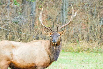 Bull Elk with large rack in woods autumn 