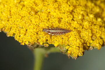 Larva, nymph of Green lacewing  (Chrysoperla carnea) looking for prey on the yellow flowers of thousand-leaf, yarrow (Achillea filipendulina 'Cloth of gold'), family Asteraceae, Compositae.  